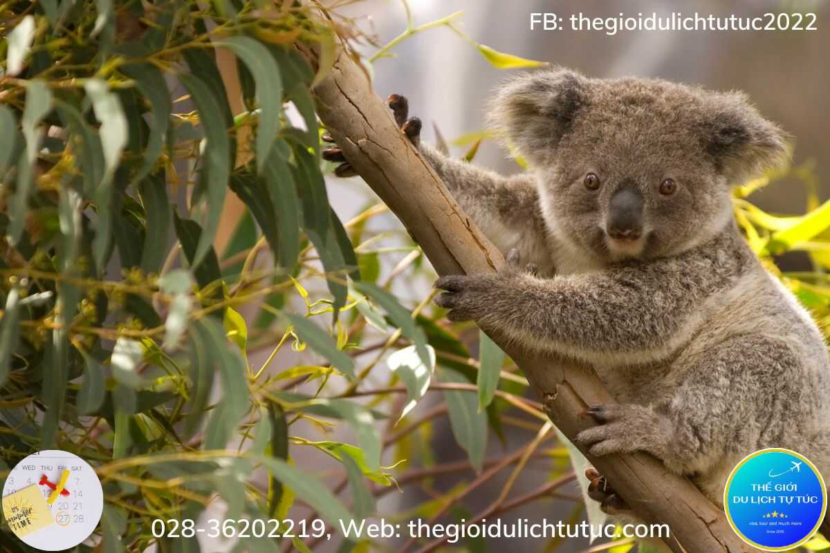 Koala Úc-thegioidulichtutuc