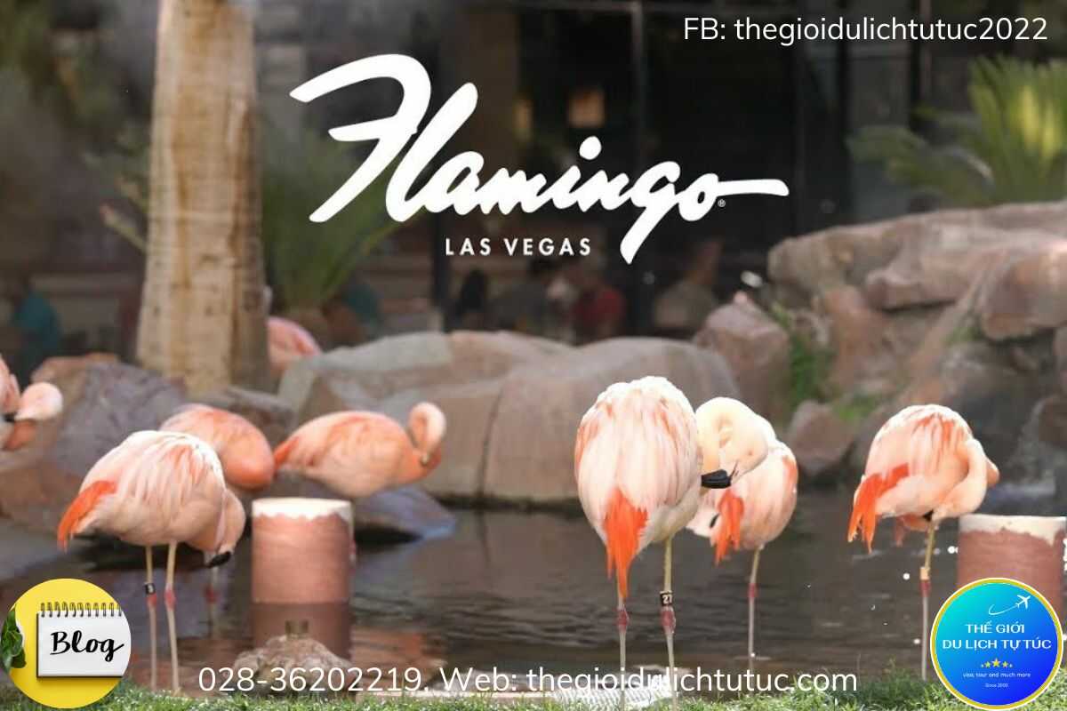 Hồng hạc Flamingo tô điểm thêm cho thành phố Las Vegas-thegioidulichtutuc