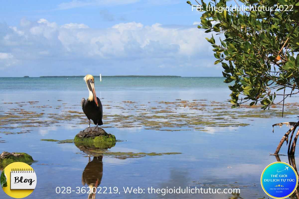 Vườn Quốc Gia Everglades-thegioidulichtutuc